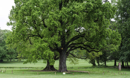 Un weekend con il Fai alla scoperta degli alberi monumentali e delle serre di agrumi nei Giardini reali