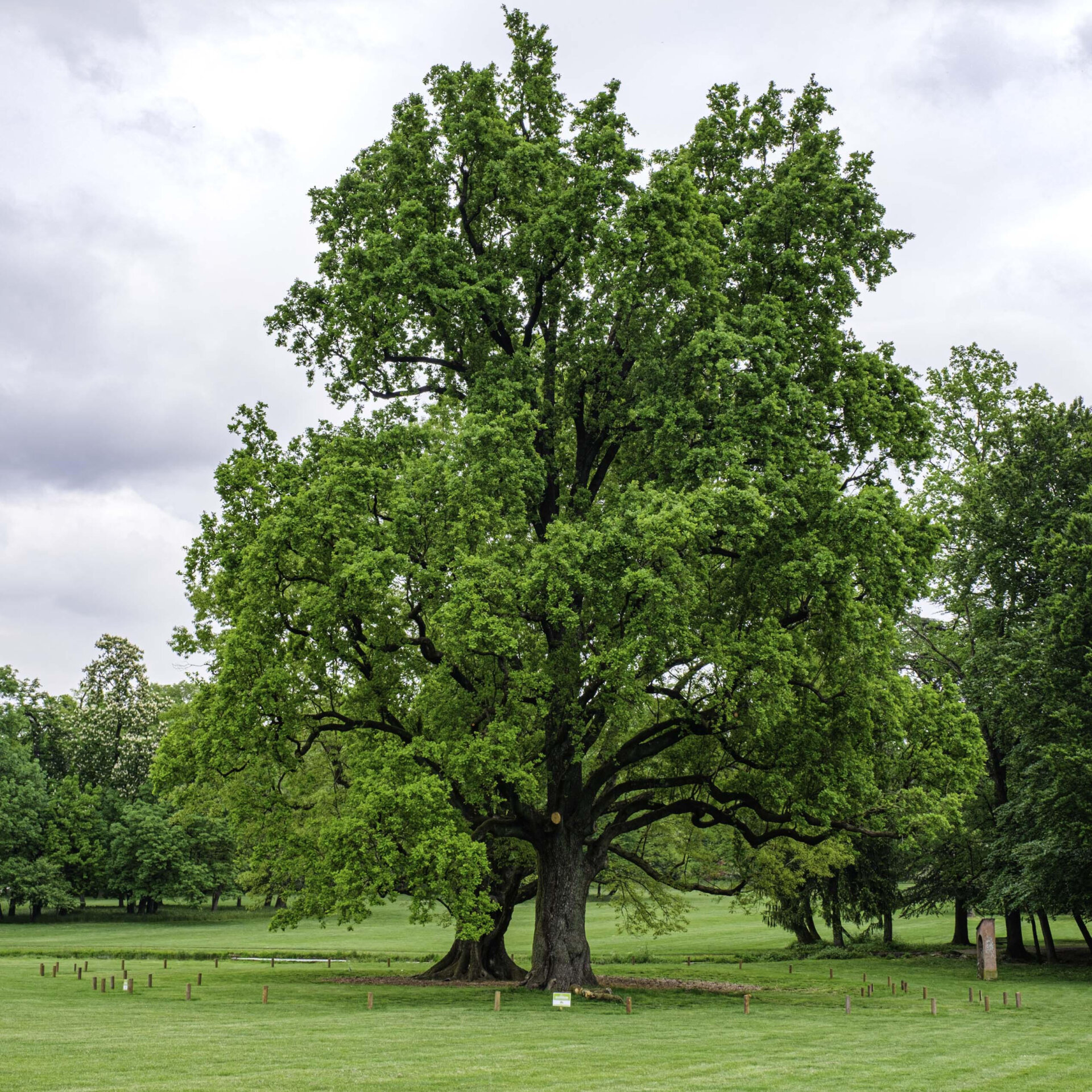 Foto Dario Piovera_Alberi tra cielo e terra_2