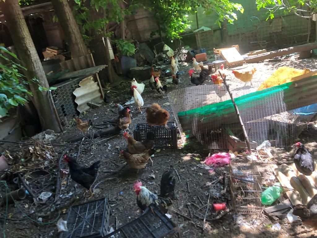 Muore e in casa sua trovano… 70 animali e scheletri