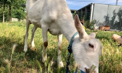 Capretta trovata davanti al cancello del rifugio Enpa