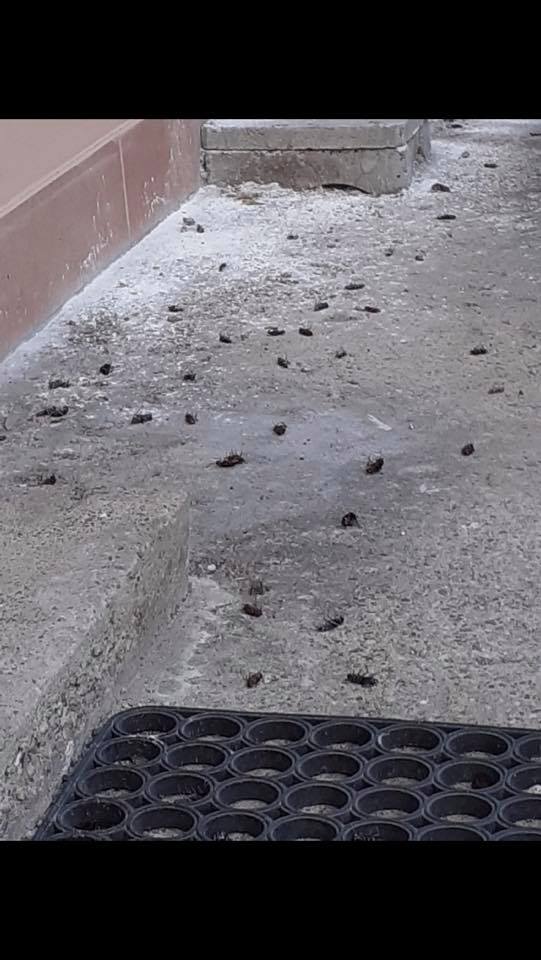 Centinaia di blatte invadono Biassono