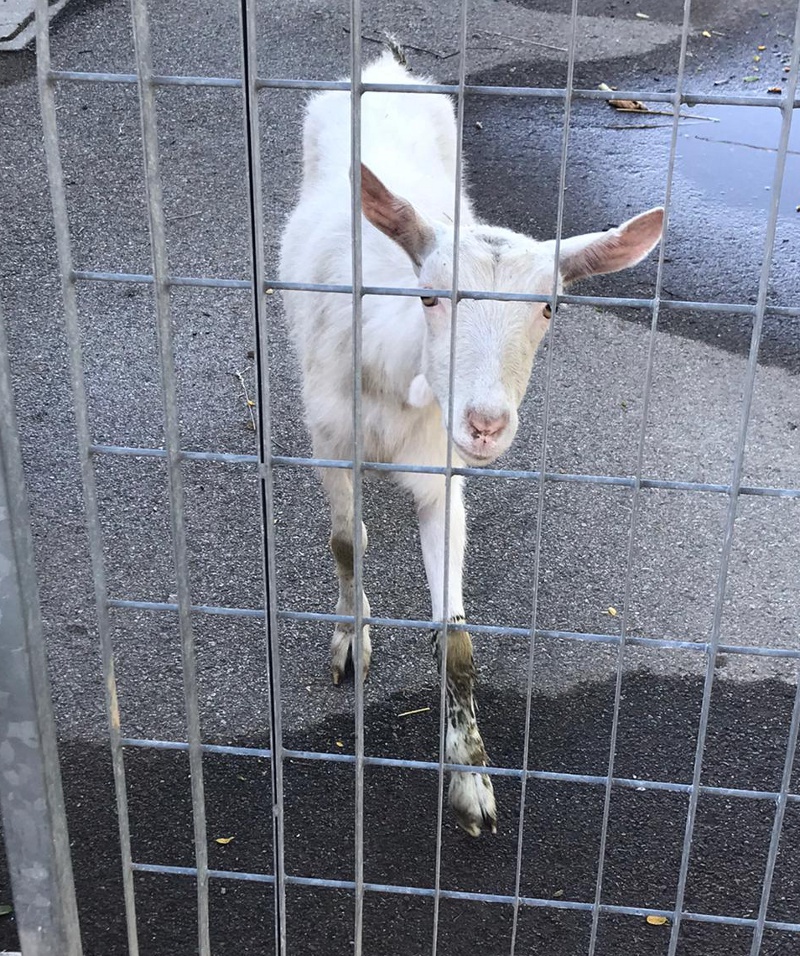 capretta Iolanda davanti al rifugio-FB-506a2