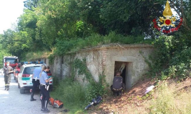 Intrappolata in una piccola galleria, volpe salvata di Vigili del fuoco