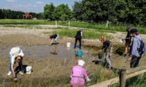 Al Parco prosegue l'operazione "salva rospo"