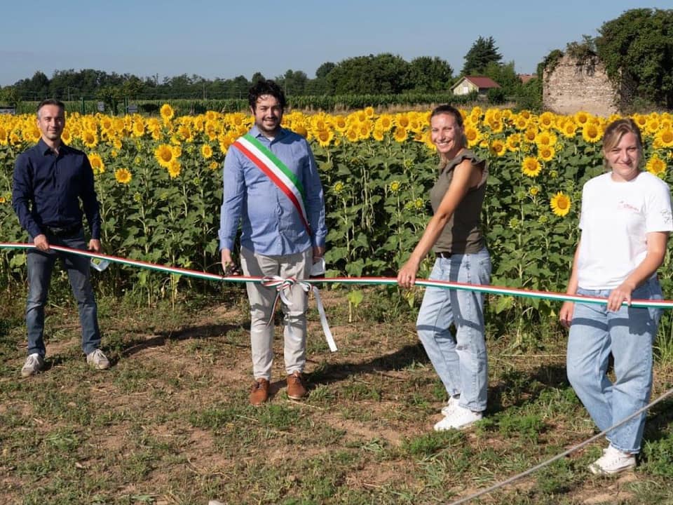 Dopo i tulipani, Ornago accoglie… i girasoli