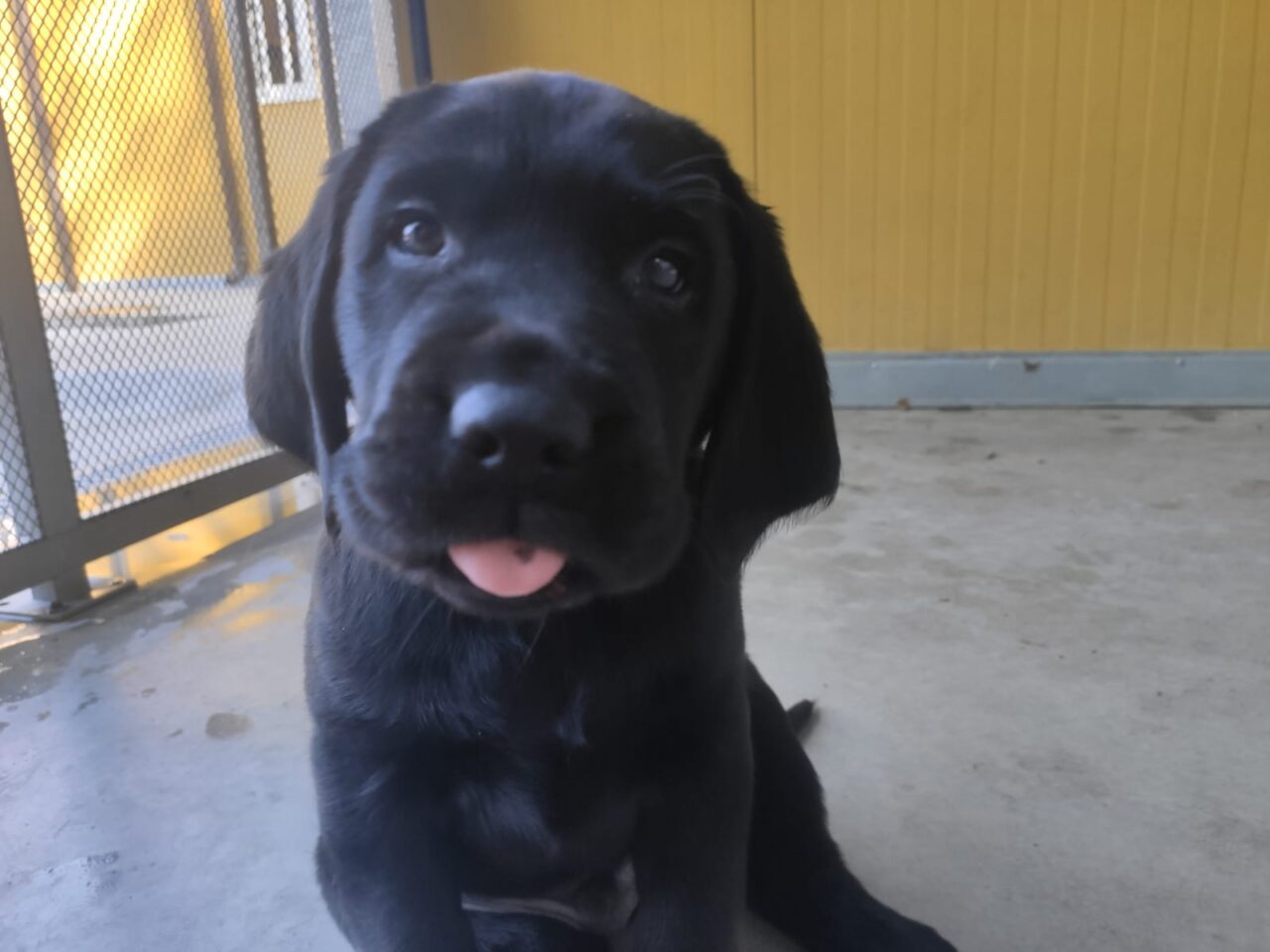 Cuccioli cercano casa, ma solo per nove mesi. Poi diventeranno cani guida