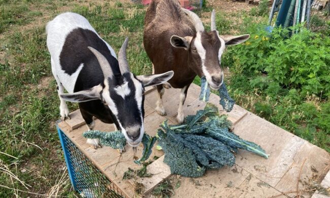 In azione ladri di… capre