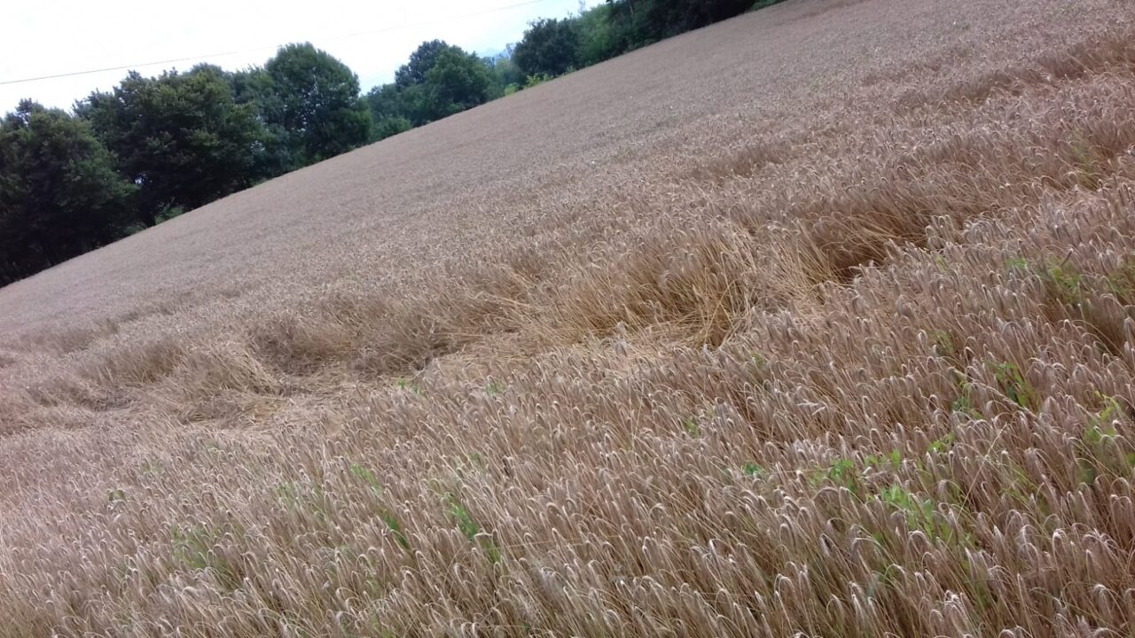 Cerchi nel grano, mistero a Canonica?