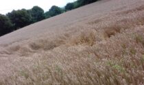 Cerchi nel grano, mistero a Canonica?