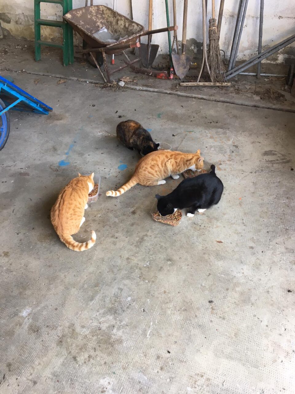 Triste epilogo per la colonia felina, in pochi giorni tutti i mici sono stati investiti