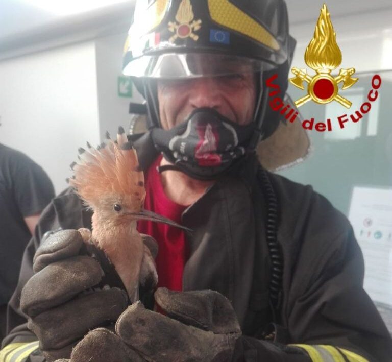 A Lissone recuperato, e poi liberato, un esemplare di upupa