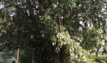 Rischia di cadere sul centro disabili: albero storico di Trezzo sarà abbattuto