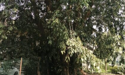 Rischia di cadere sul centro disabili: albero storico di Trezzo sarà abbattuto