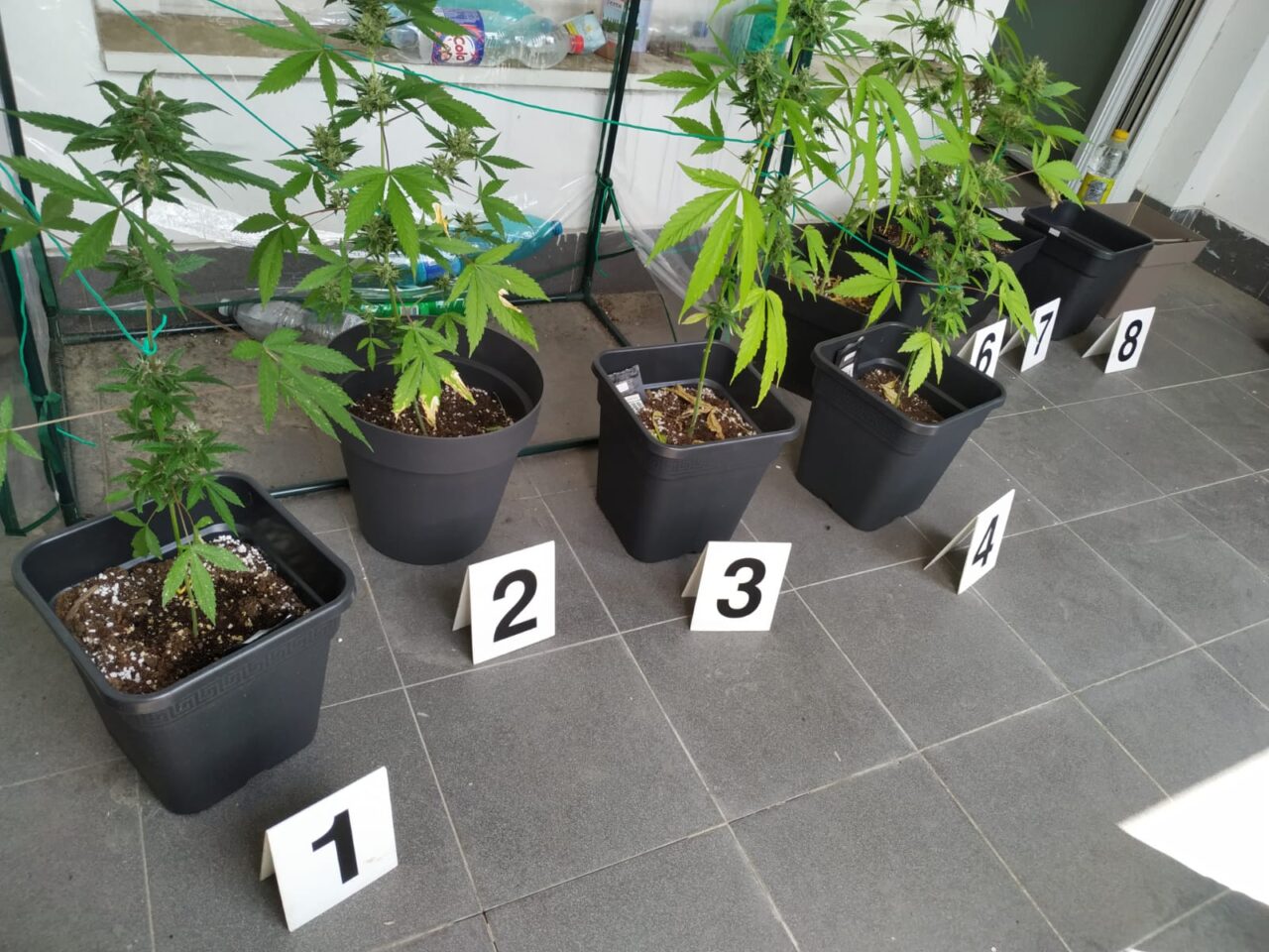 Sequestrate piante di marijuana nelle case comunali