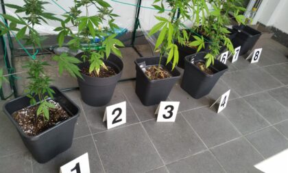 Sequestrate piante di marijuana nelle case comunali