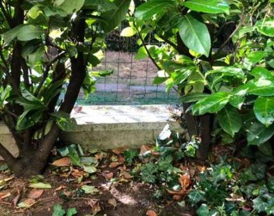 “Indi” cane eroe fa scappare i ladri e rimane ferito