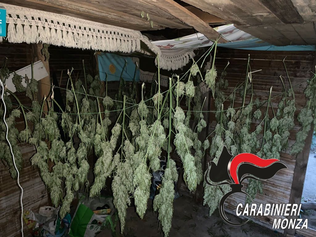 Serra di marijuana nascosta sulle rive del Lambro, arrestato un 40enne