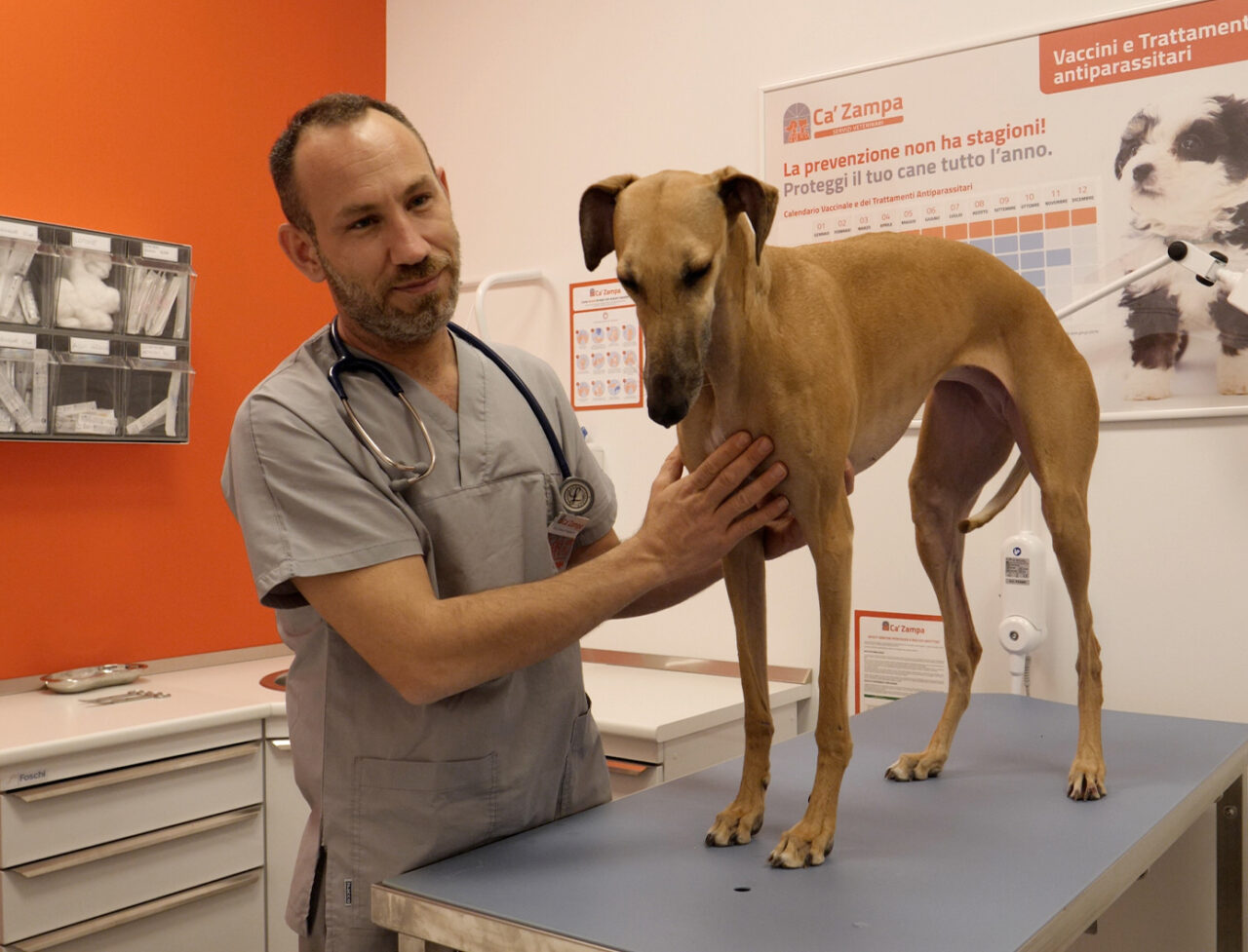 Giornata internazionale del cane, un italiano su 3 festeggia il proprio amico a quattro zampe
