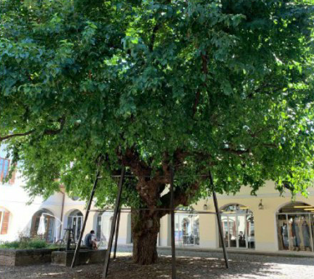 Il gelso bianco della biblioteca ad Agrate è il più grande di tutta la Brianza