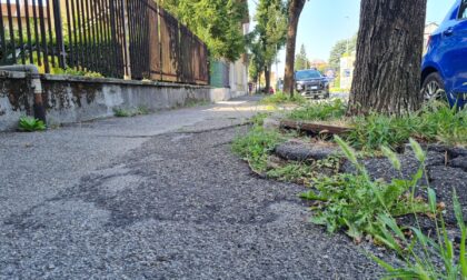 Villasanta, cade sul marciapiede per una radice e lancia un appello al sindaco