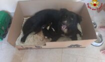 Soccorso speciale a Desio: i pompieri salvano una cagnolina e i suoi cuccioli