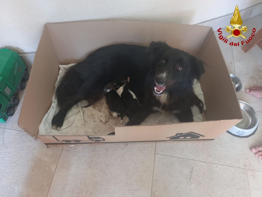 Soccorso speciale a Desio: i pompieri salvano una cagnolina e i suoi cuccioli