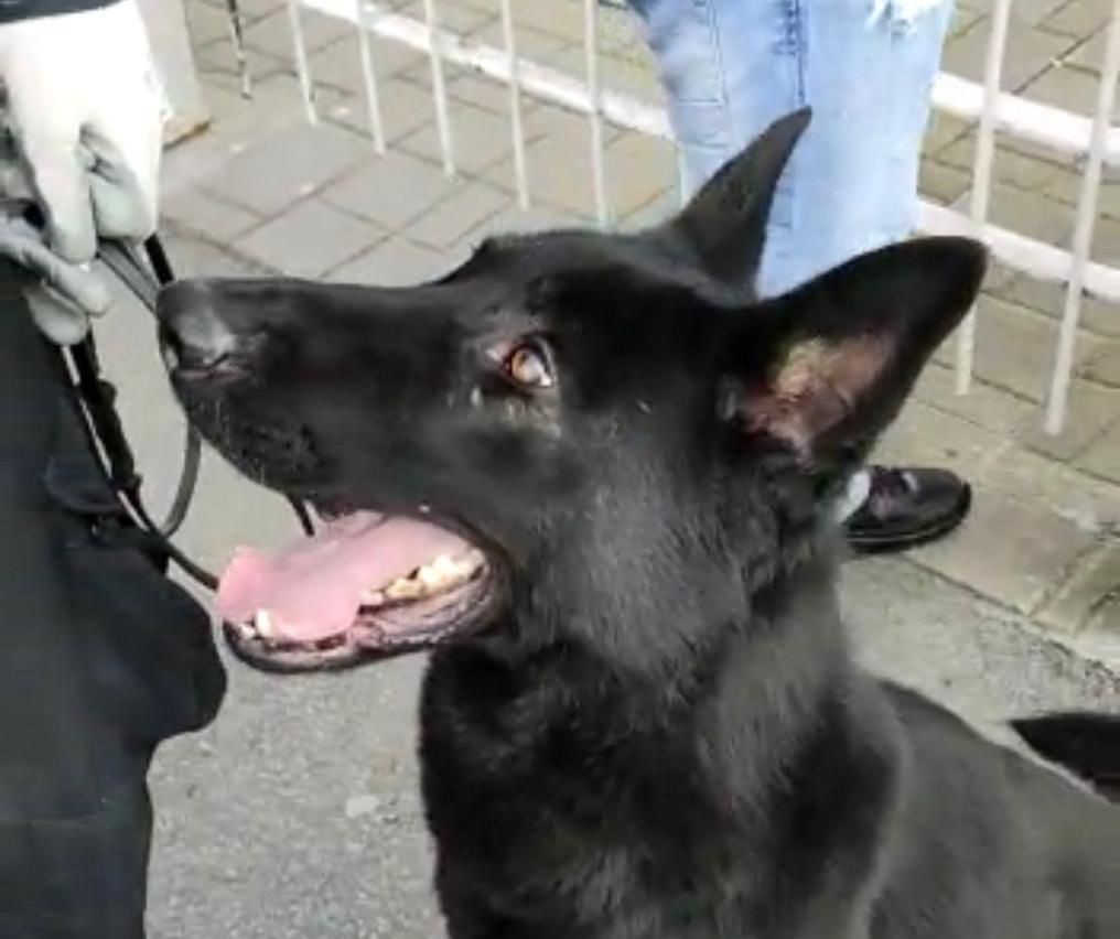 Beccato con la droga in casa grazie al fiuto di “Harry”