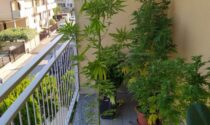 Marijuana coltivata sul terrazzo: arrestati due ventenni