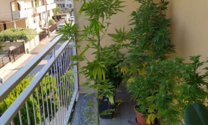Marijuana coltivata sul terrazzo: arrestati due ventenni