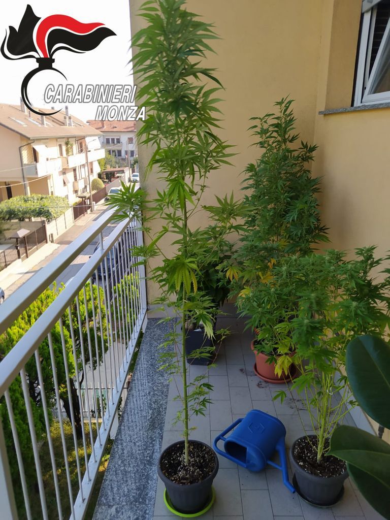 Marijuana coltivata sul terrazzo: arrestati due ventenni