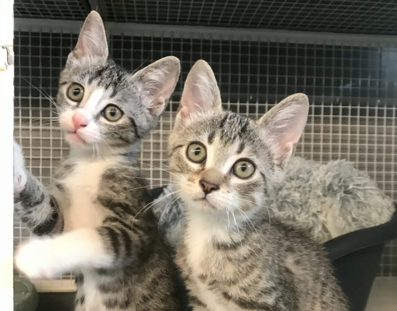 Al gattile di Monza ci sono oltre 100 gatti che aspettano un’adozione