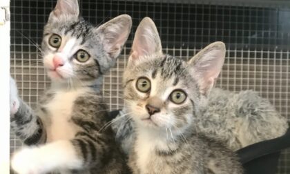 Al gattile di Monza ci sono oltre 100 gatti che aspettano un'adozione