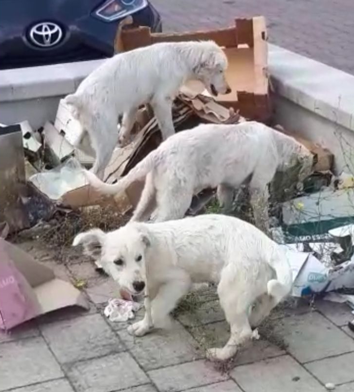 La cucciola viveva tra i rifiuti, ora ha una casa vera