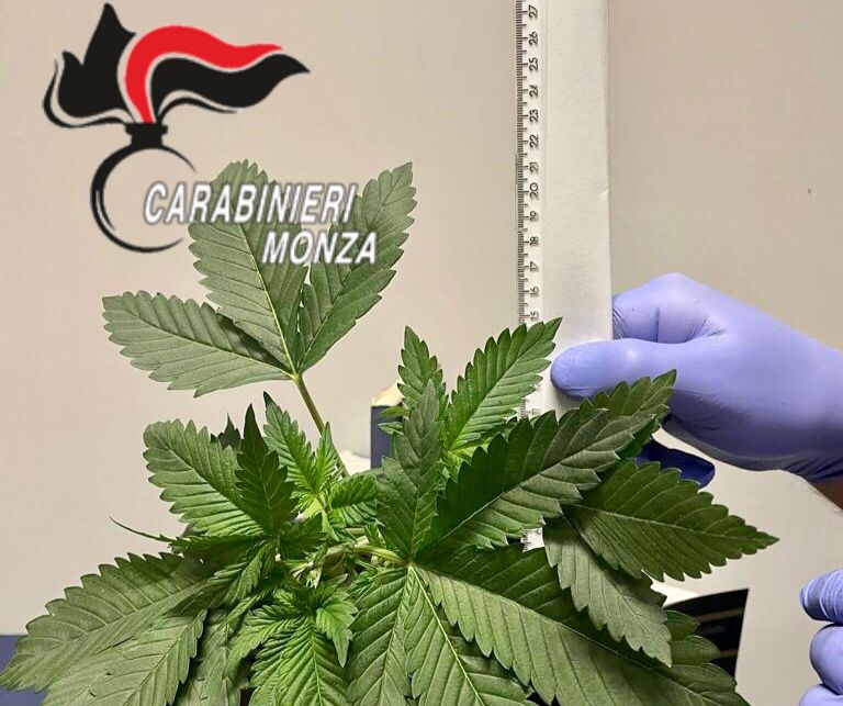 Coltivava marijuana nel proprio box auto, 38enne denunciato