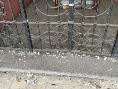 Escrementi di piccioni al cimitero, presto le pulizie straordinarie