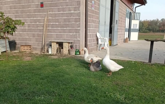 Furto di oche a Ornago, la rabbia dei proprietari