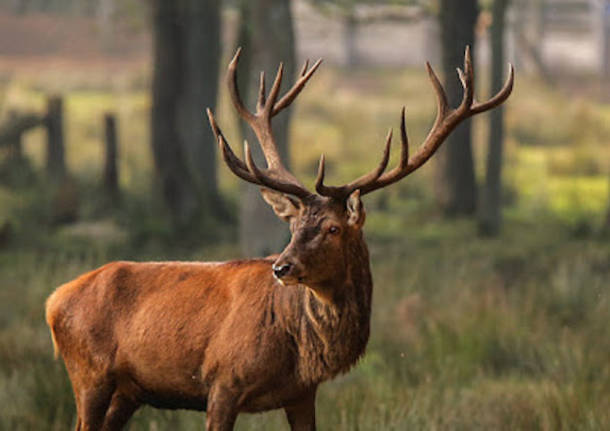 Cervo al Parco, iniziate le operazioni di ricerca