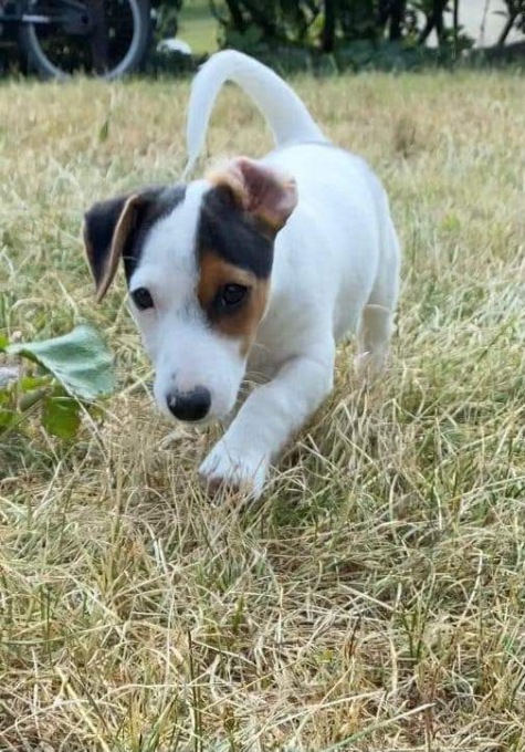 Ruba il cucciolo, poi si pente e lo riporta dopo qualche giorno