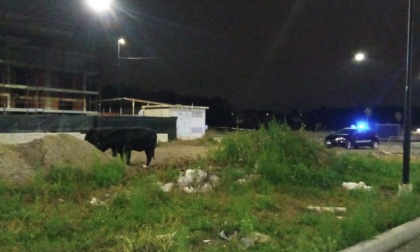 Albiate, "catturati" nella notte due vitelli in fuga da una stalla