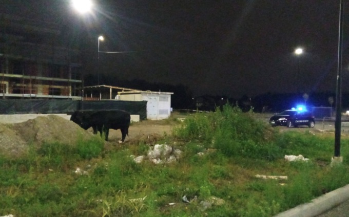 Albiate, “catturati” nella notte due vitelli in fuga da una stalla