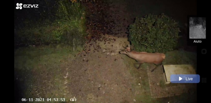 Avvistato il cervo all’interno del Parco, l’appello del Consorzio