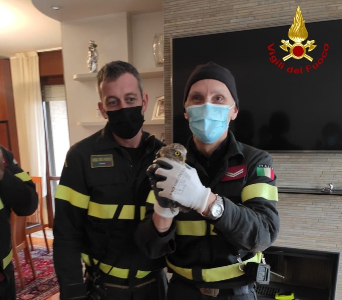 I Vigili del Fuoco recuperano un rapace incastrato nella canna fumaria