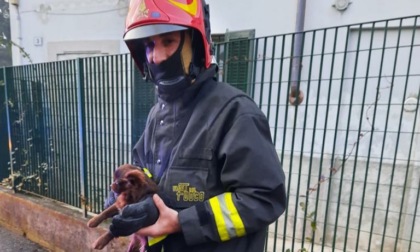 Il tetto di casa va a fuoco, i pompieri salvano una "famiglia" di chihuahua