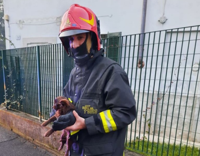 Il tetto di casa va a fuoco, i pompieri salvano una “famiglia” di chihuahua