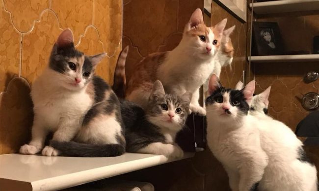Hai più di tre animali in casa? Per il Comune sei fuorilegge