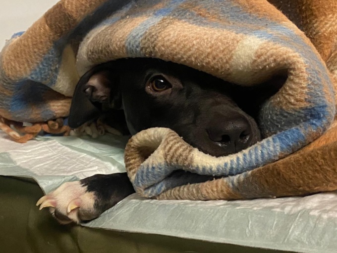 Sette cuccioli salvati e portati nel rifugio Enpa. E intanto Franklin cerca una nuova casa