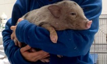 Abbandonato (e trovato) maialino alla fermata del bus