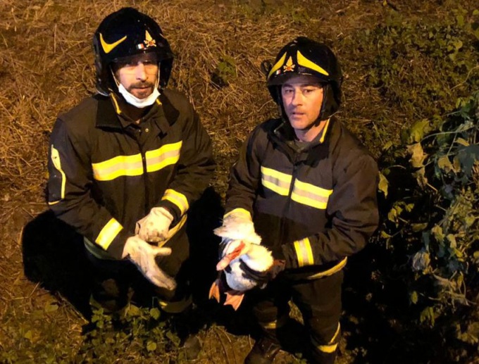 Salvata Daria, l’anatra muta ritrovata sulle rive del Lambro