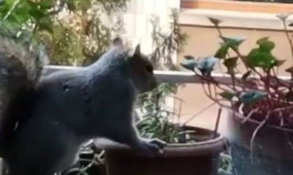 Sente bussare... e l'ospite è uno scoiattolo