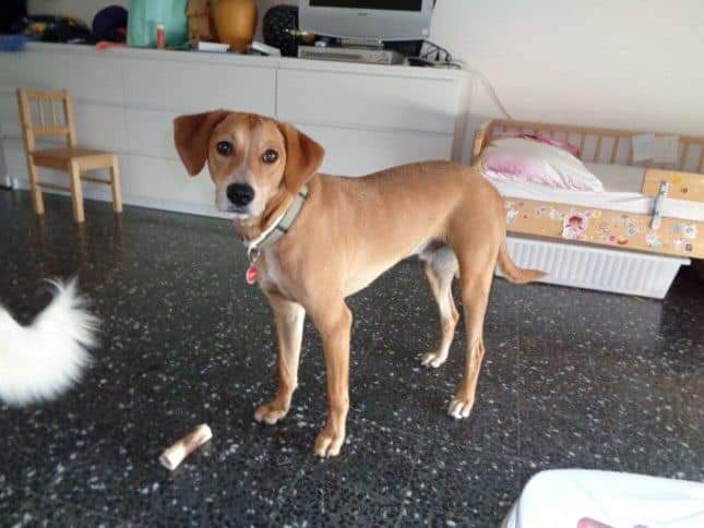 Ritrovato Timmy, il cane del 15enne di Lesmo investito sabato sera